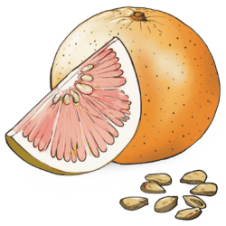 Citrobiotic® | Grapefruitkernextrakt logo